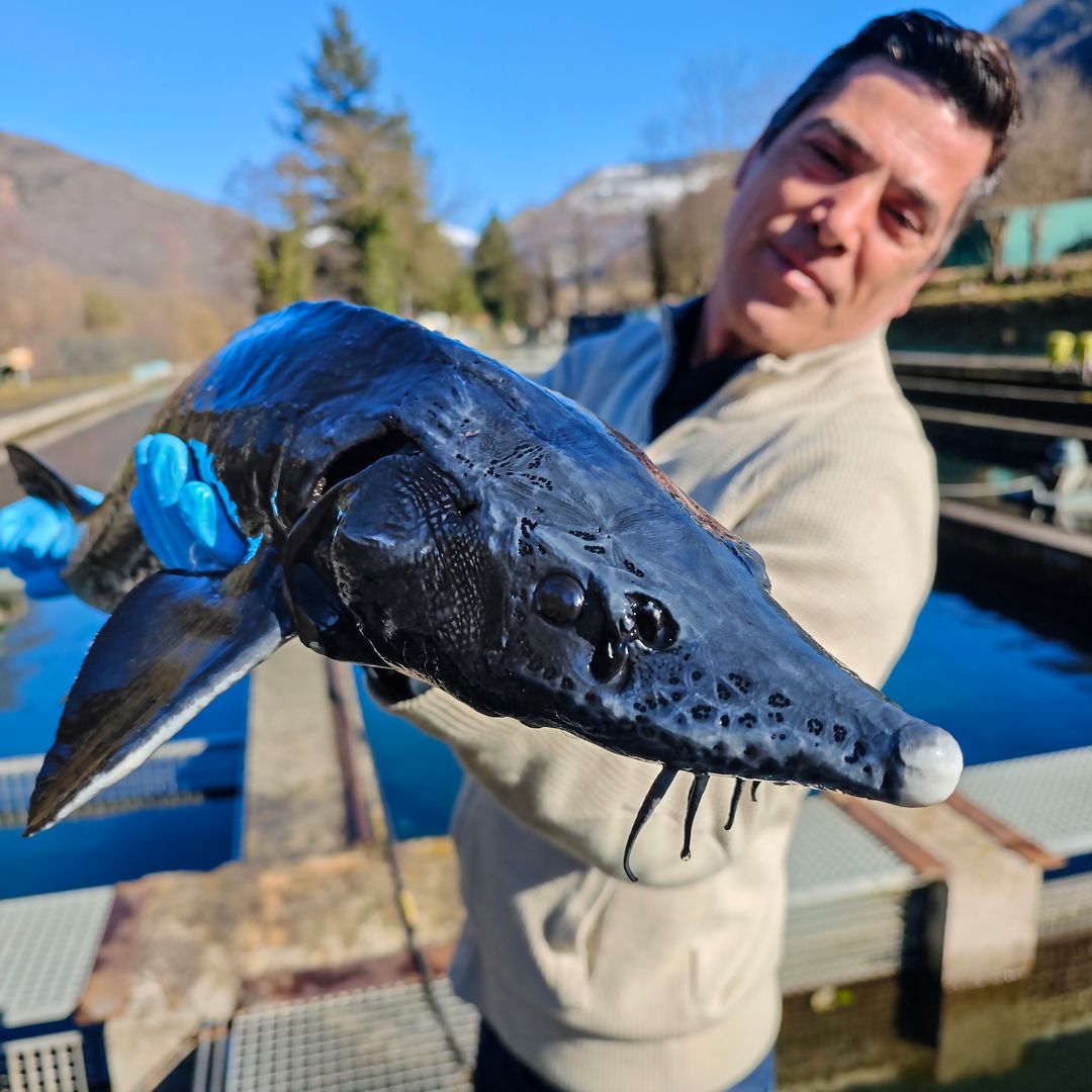 Esturión en manos del cuidador, Caviar nacarii, piscifactoría de Les, cerca de Vielha, Lleida 