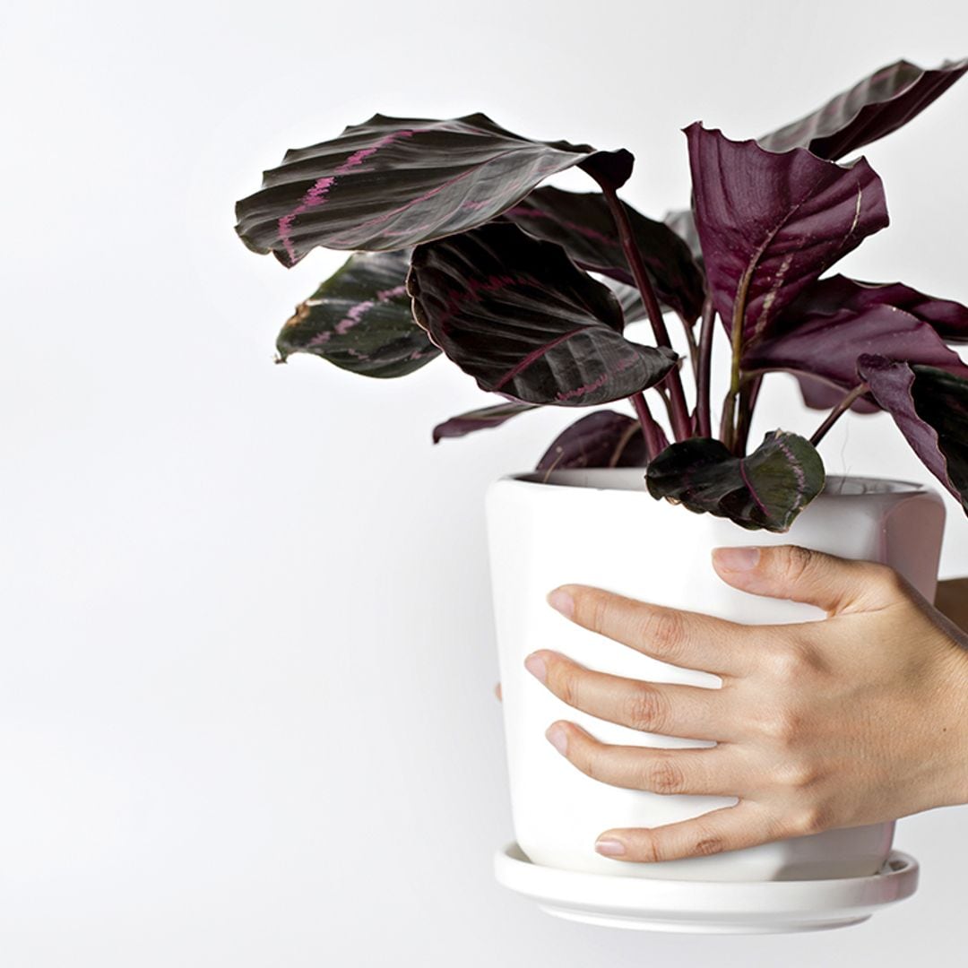 Cuidados de la 'Calathea roseopicta', una de las plantas de interior más llamativas