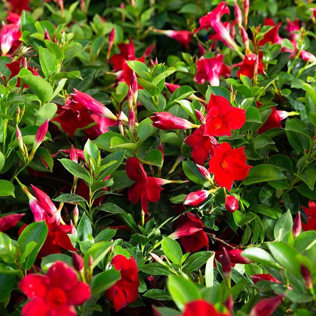 Dipladenia o mandevilla, una planta trepadora con flor para el jardín o el interior