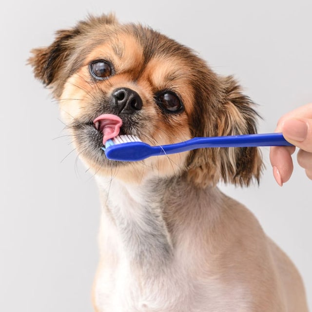 perro dientes 2t