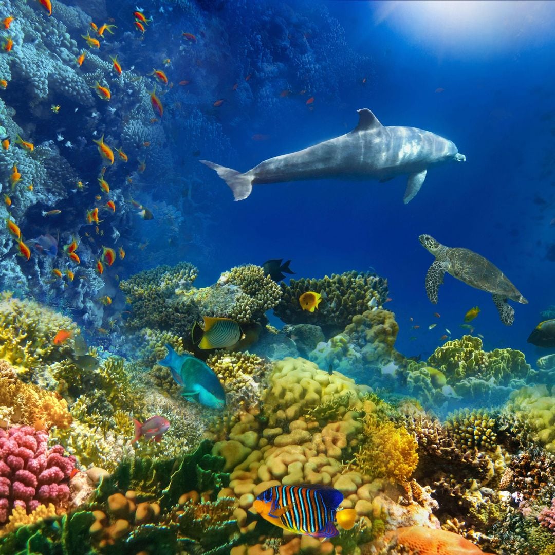 Mundo submarino y peces entre los corales en el mar Rojo, Egipto