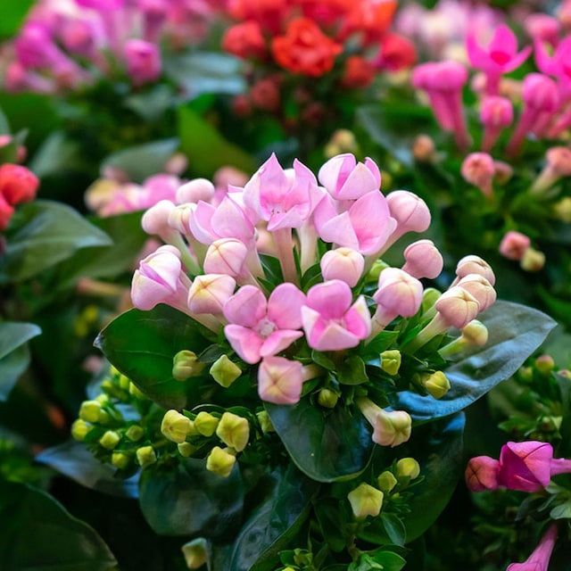 cultivo kalanchoe