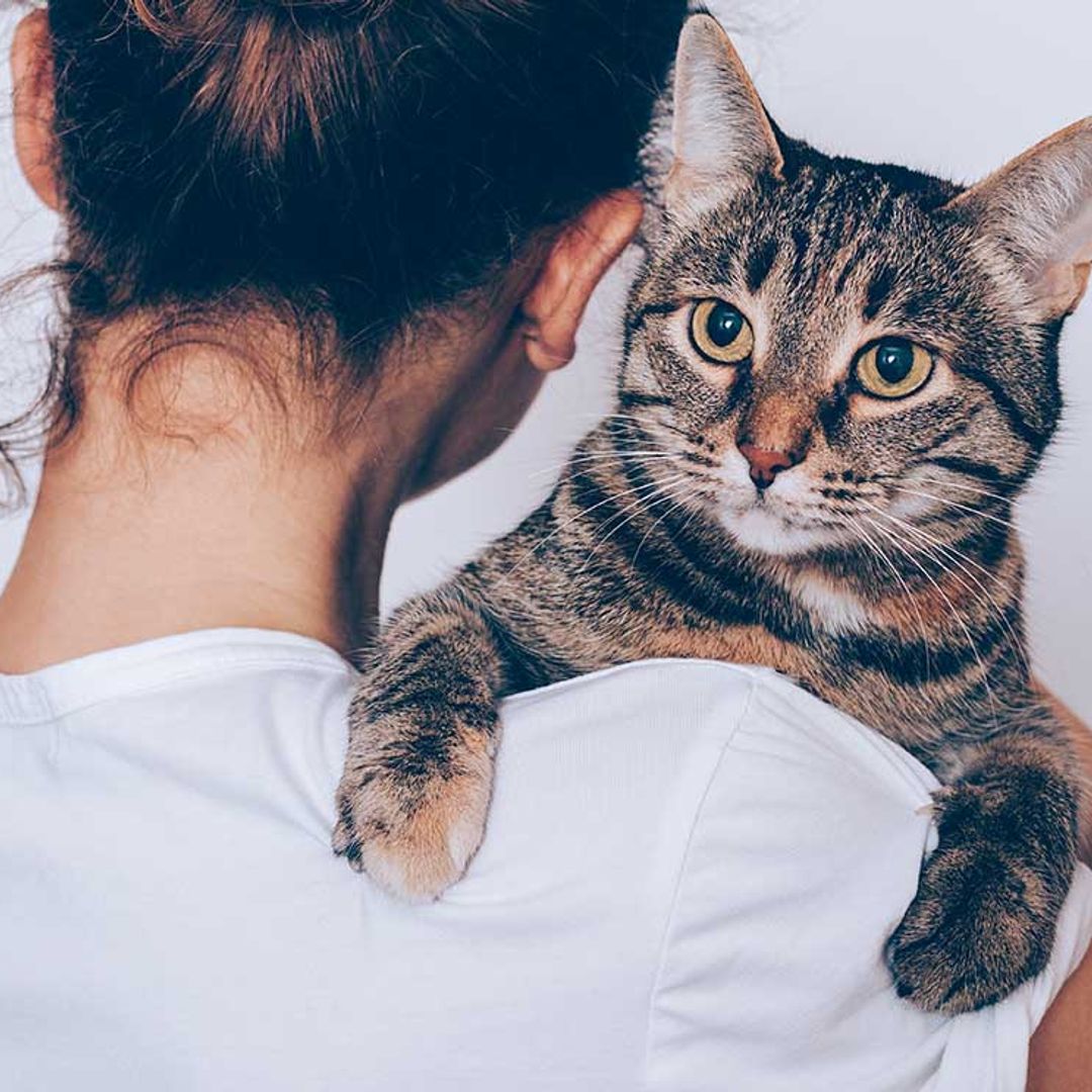 Las mascotas también se enfadan y estresan: estos son los síntomas