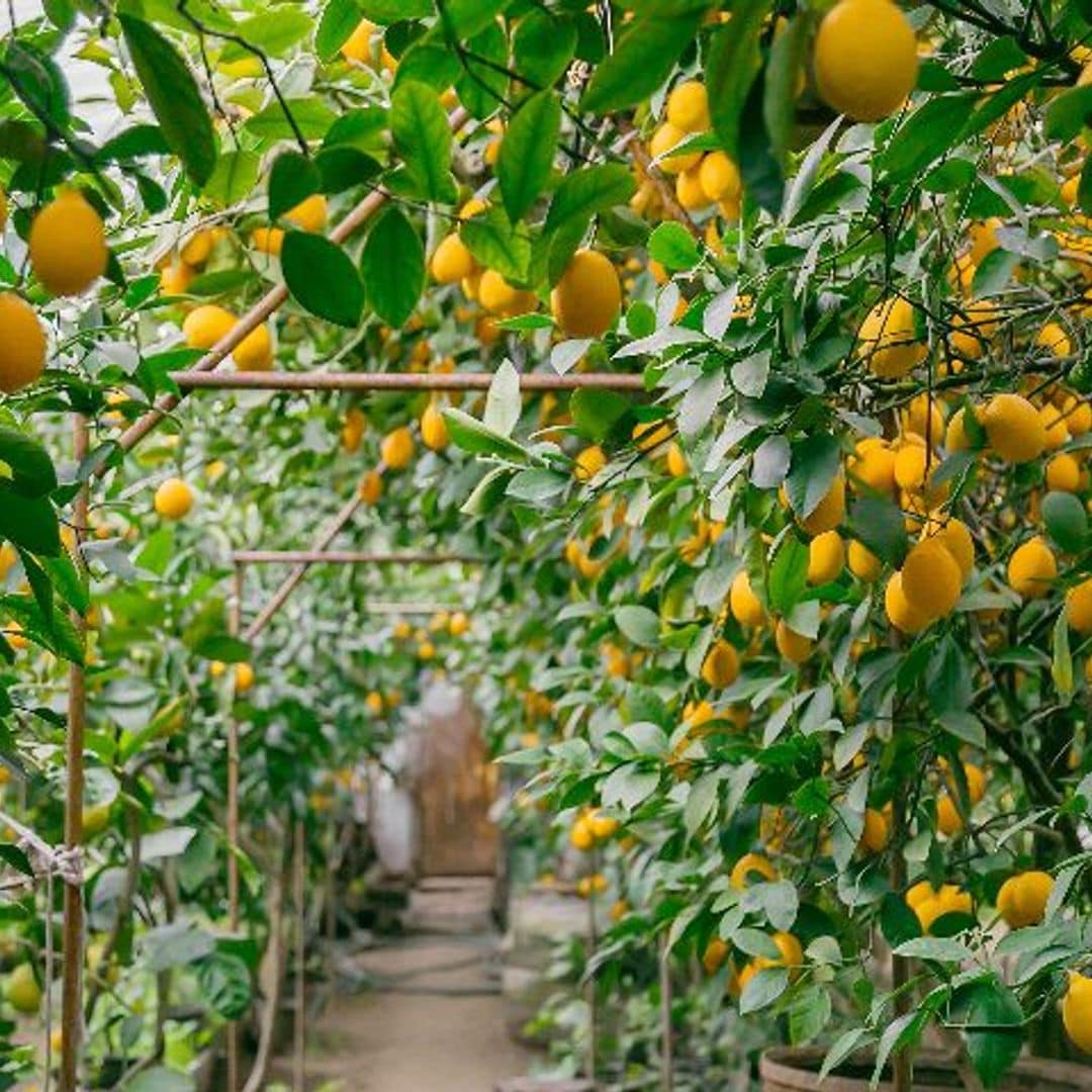 Estos son los mejores árboles para decorar tu jardín