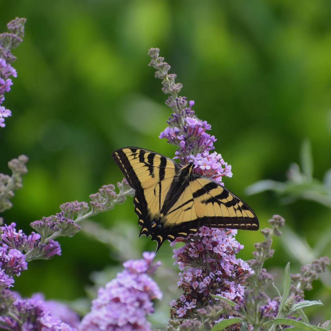 Budleia, el arbusto que tienes que plantar en el jardín para llenarlo de flores