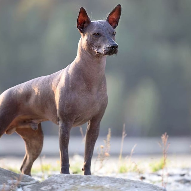 istock xoloitzcuintle