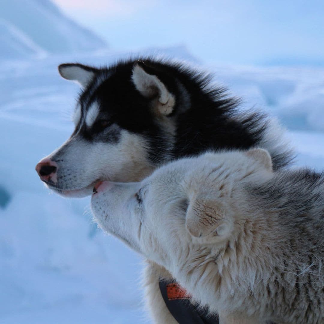 Dos alaskan malamute homenajearán a Félix Rodríguez de la Fuente en 'Desafío ártico 2020'