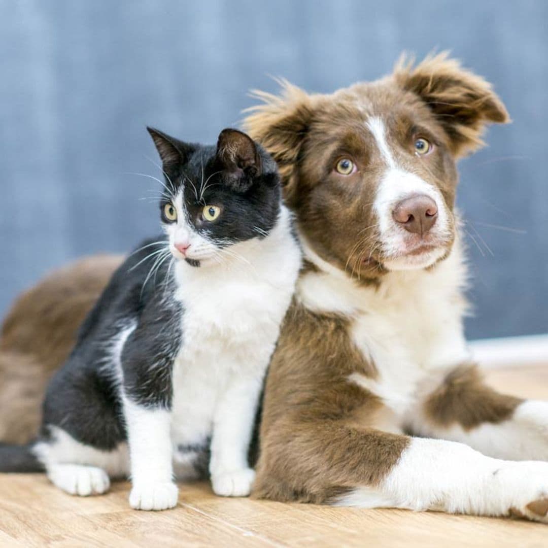 Razones para esterilizar a tu mascota y riesgos que debes conocer