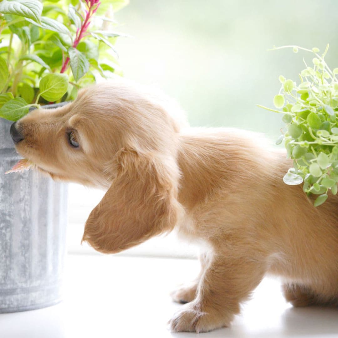 Plantas que puedes tener en casa sin riesgo para tu mascota