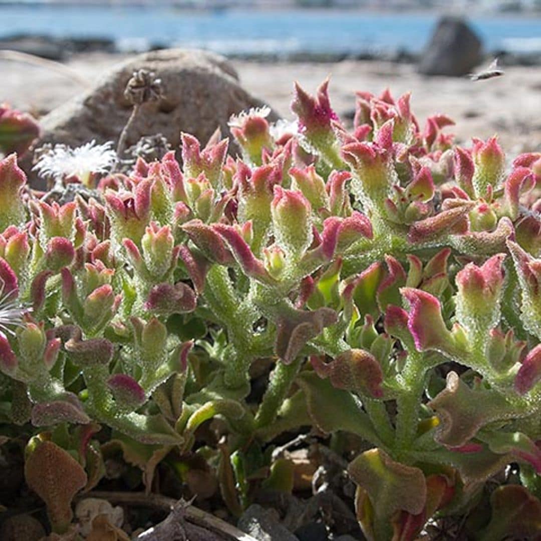 Verduras que crecen en el desierto