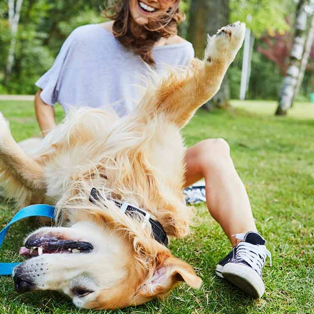 ¿Crees que a tu perro le gustan las cosquillas?