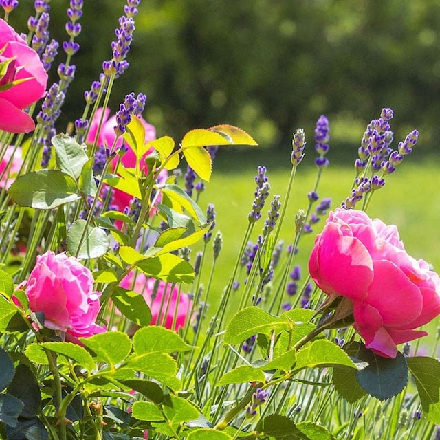 alargar floracion plantas