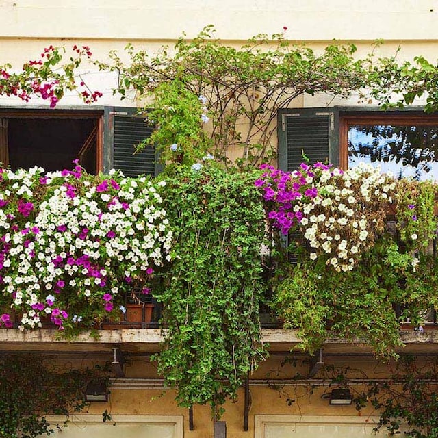 plantas balcon