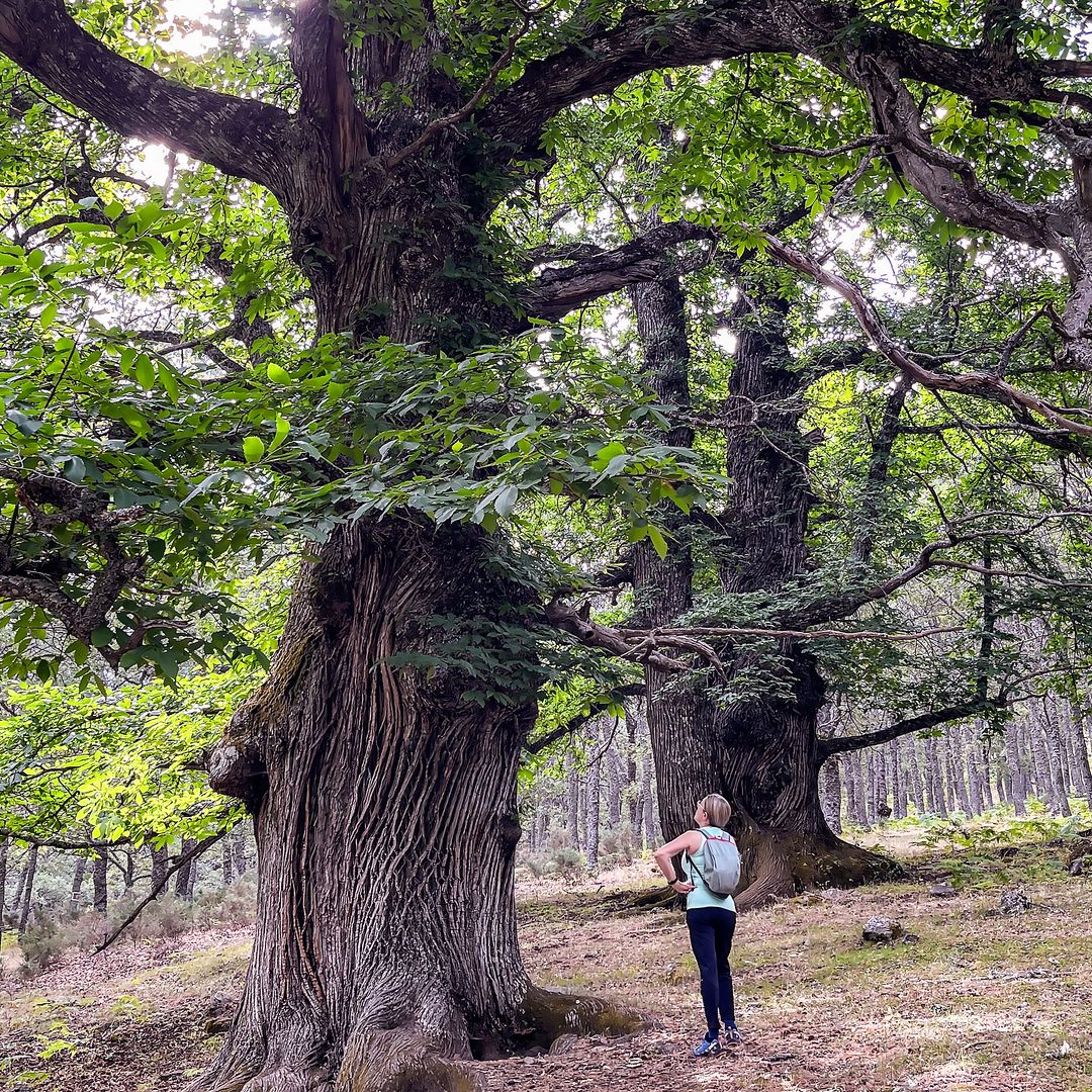 ¡Sumérgete en el otoño! Senderismo por los castañares más espectaculares de España