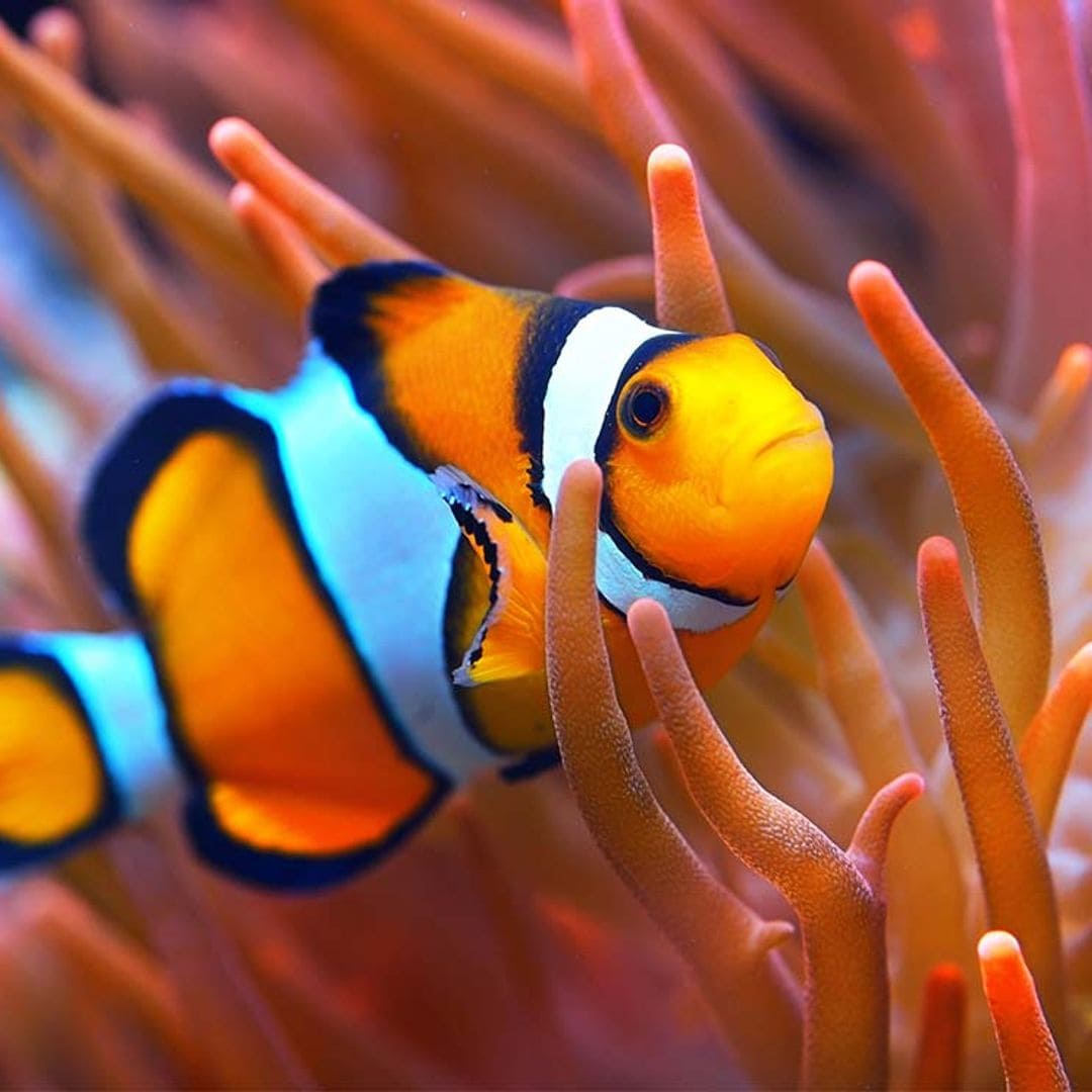 Así es como tus peces te ocultan que están dormidos