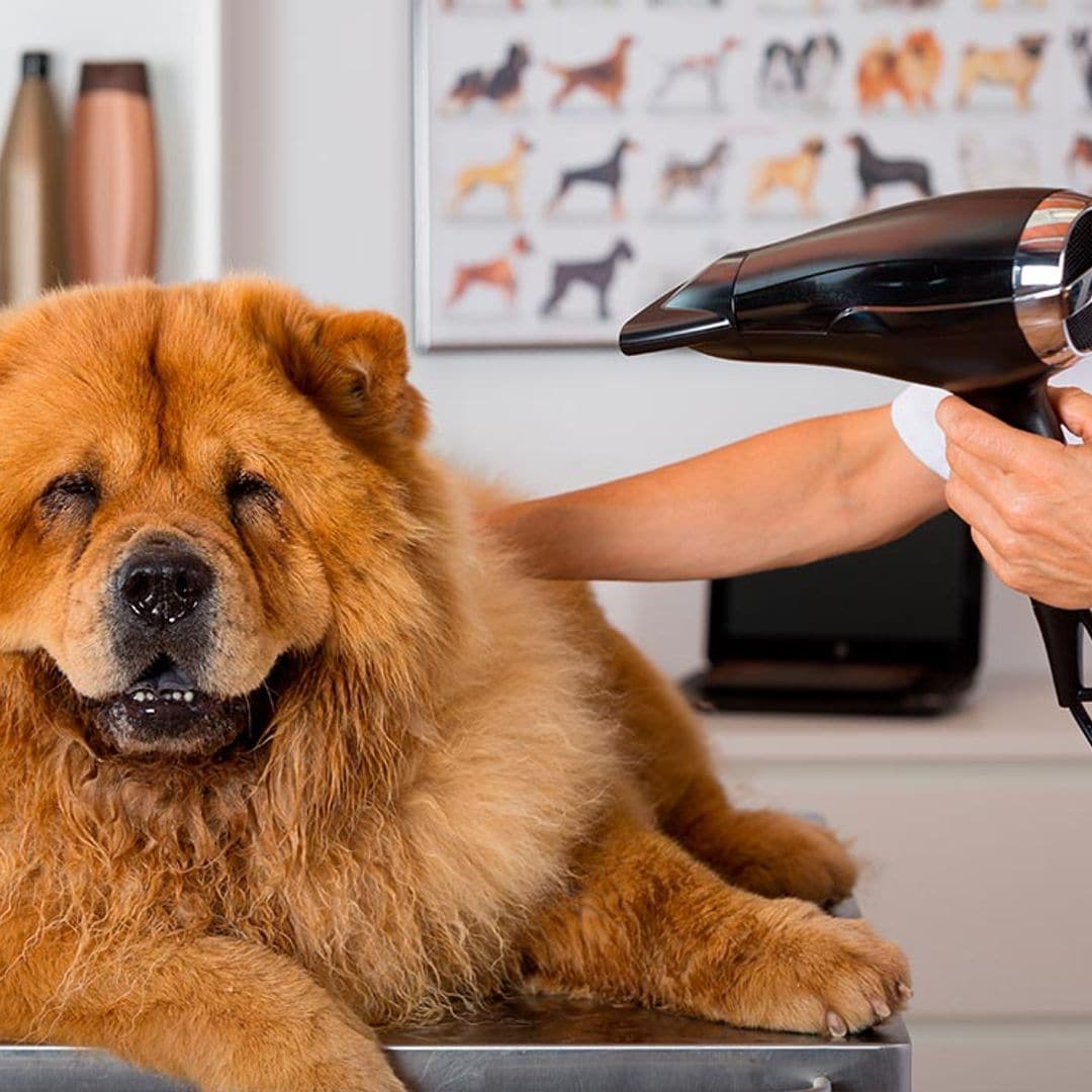 No a todos los perros se les debe cortar el pelo