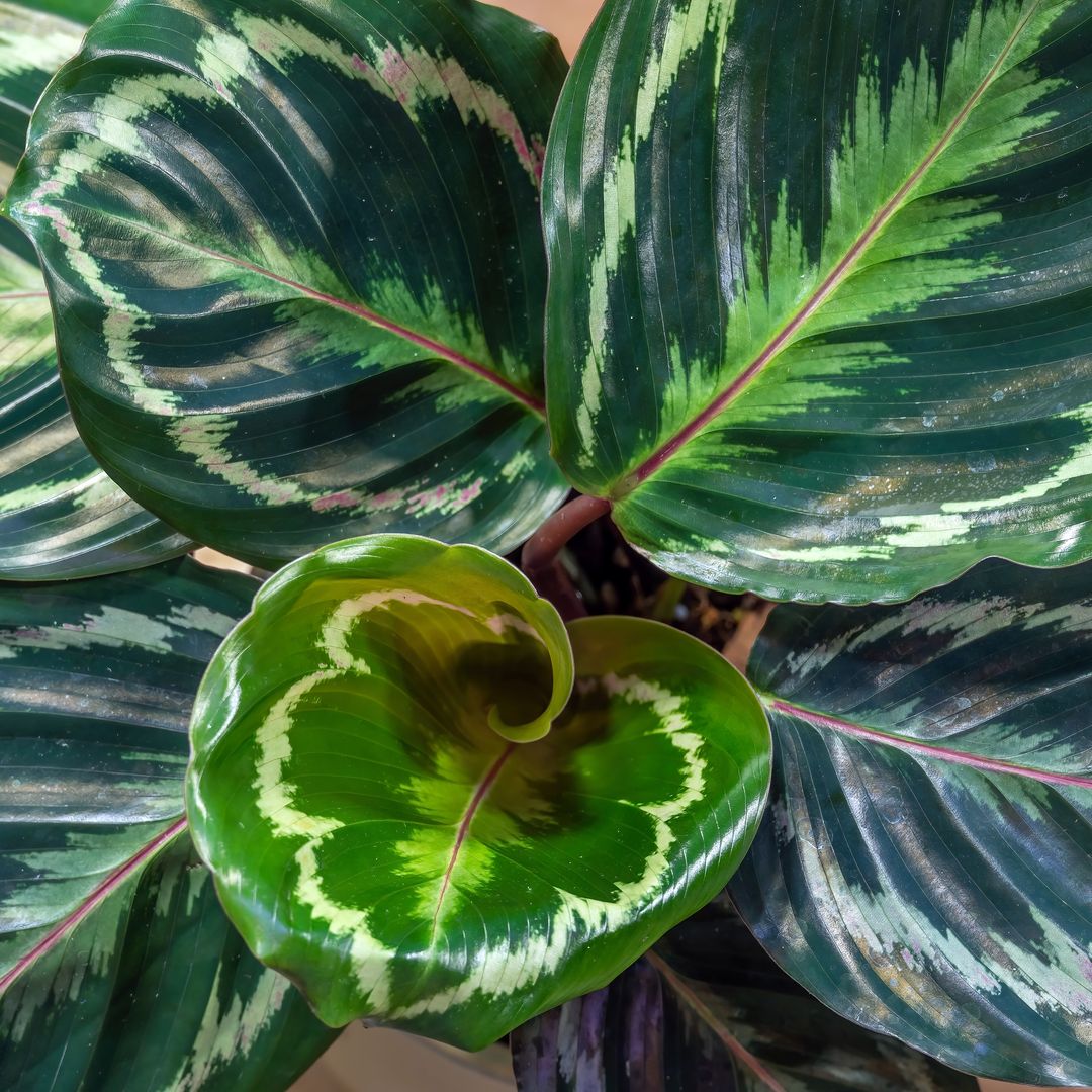 Gustavo Cota, experto en plantas tropicales, te cuenta cómo cuidar la exuberante 'calathea' o calatea