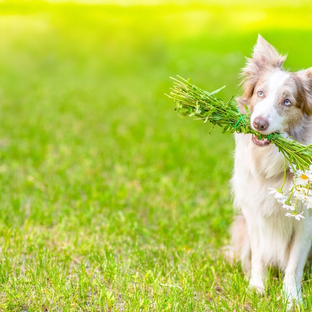 perro plantas