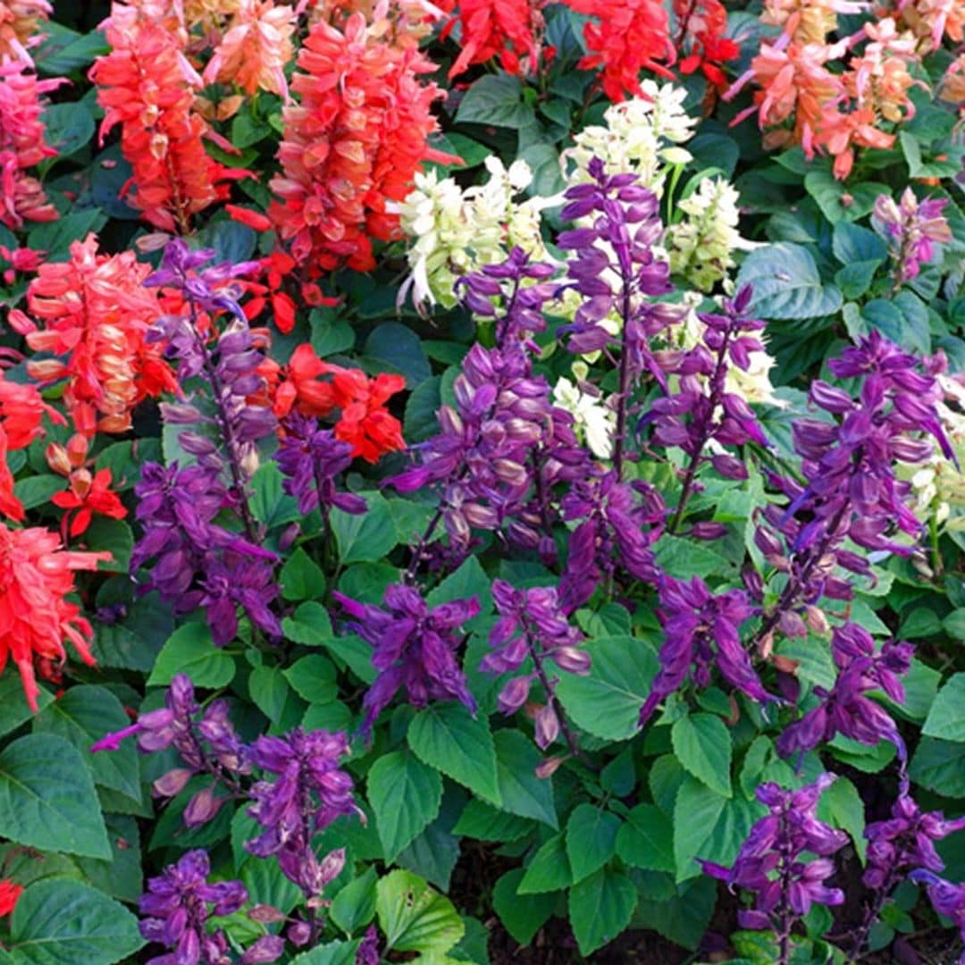 Salvia, una preciosa planta para inundar de colores tu jardín este verano