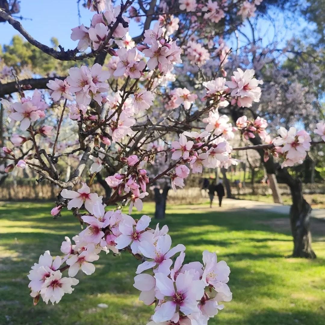 Floración de almendros en el parque Quinta de los Molinos, Madrid