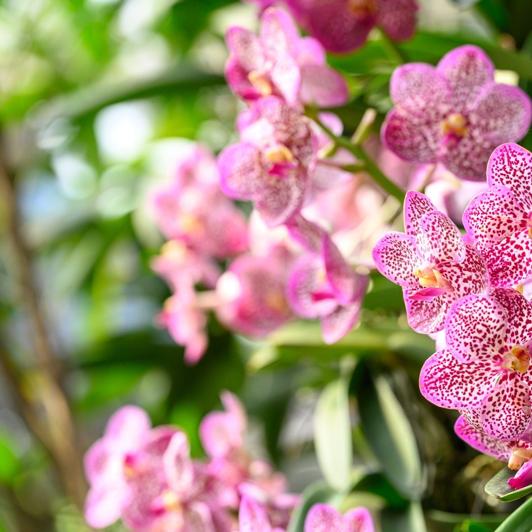 Cómo cuidar tu orquídea Vanda para que crezca feliz y florezca sin parar