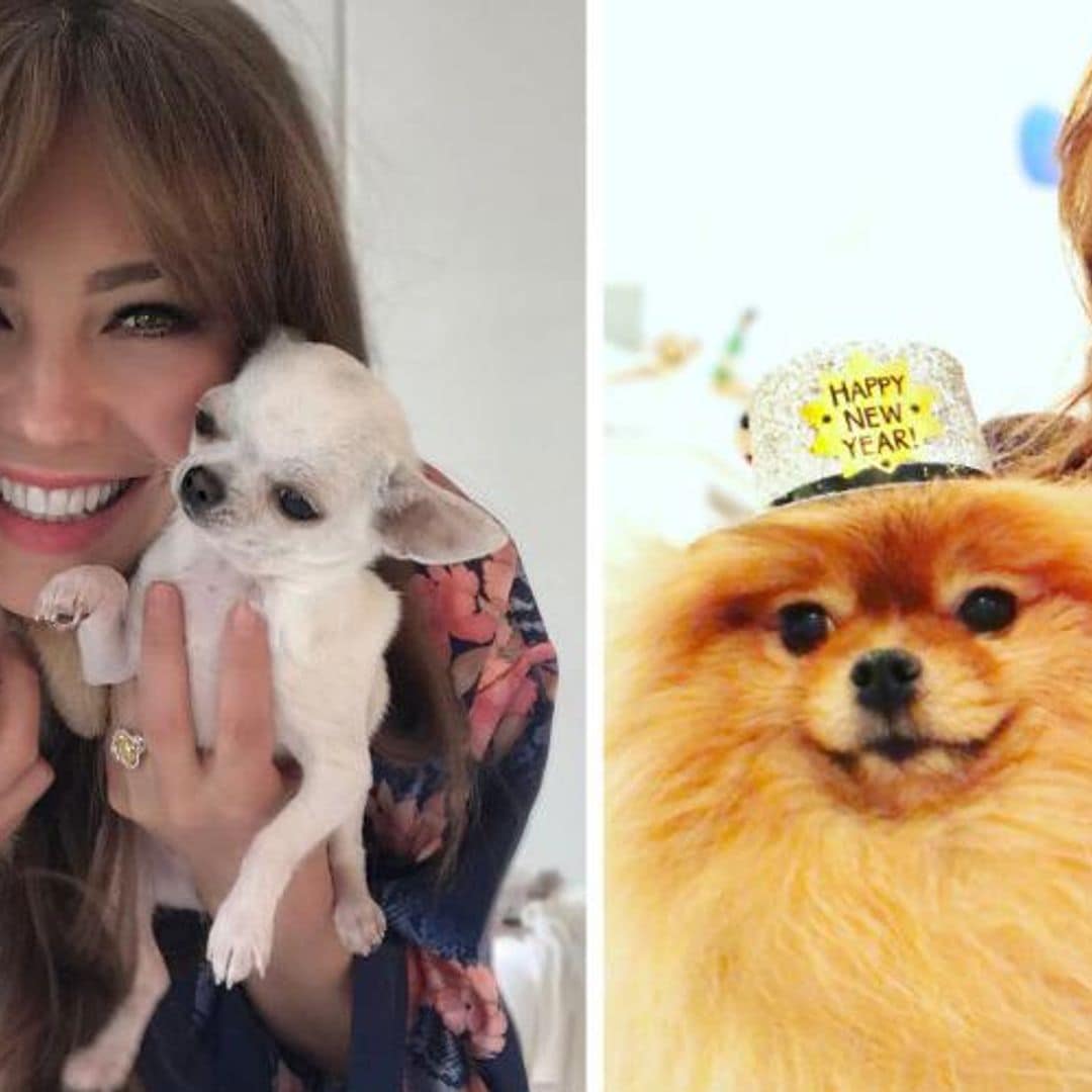 Thalía no solo es consentidora con sus hijos... ¡también con sus perros!