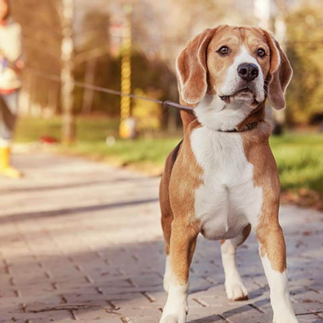 Las cosas que no sabías del beagle