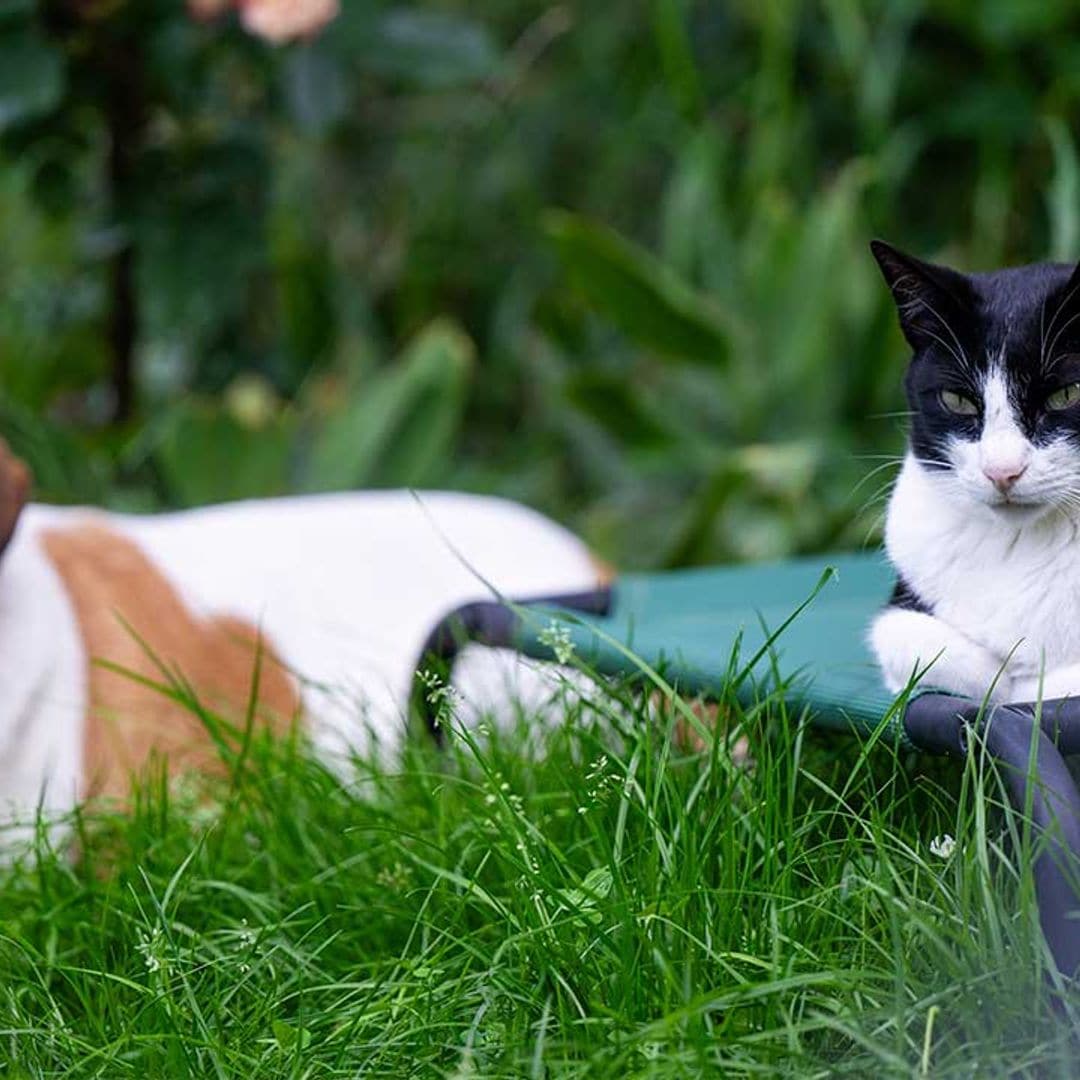 Cuida de tu mascota protegiendo al planeta con estos productos ecológicos y sostenibles