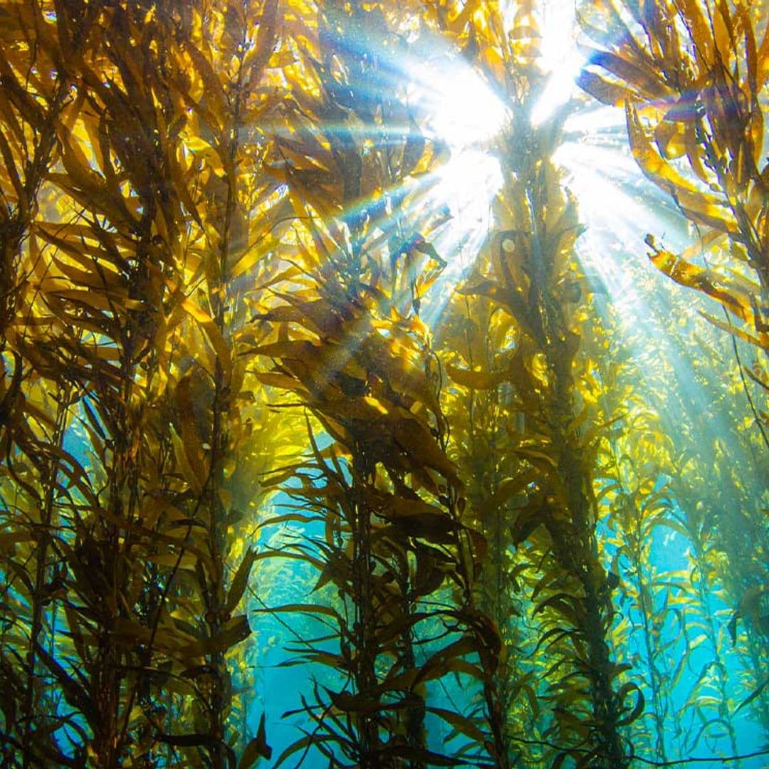 Kelp, otro alimento en la lista de los ‘superfood’