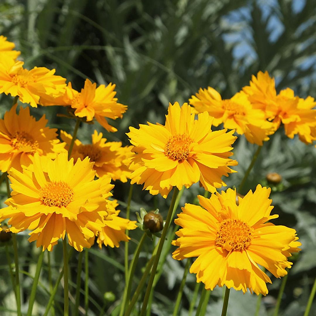 cultivar coreopsis