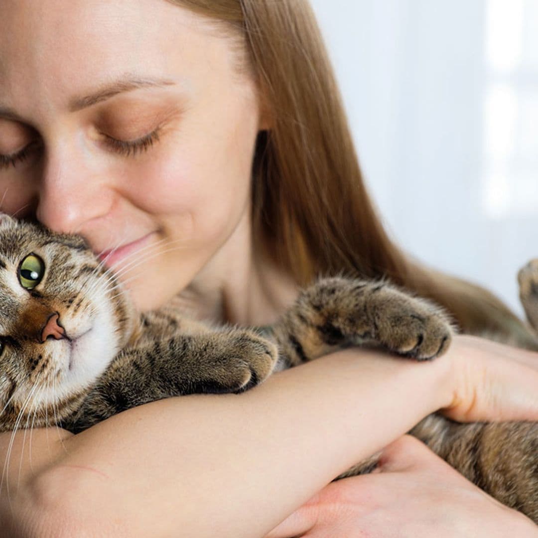 Gatos: qué son las vibrisas y qué función desempeñan