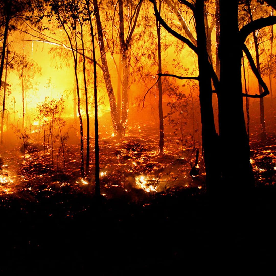 Las devastadoras consecuencias de los incendios de Australia