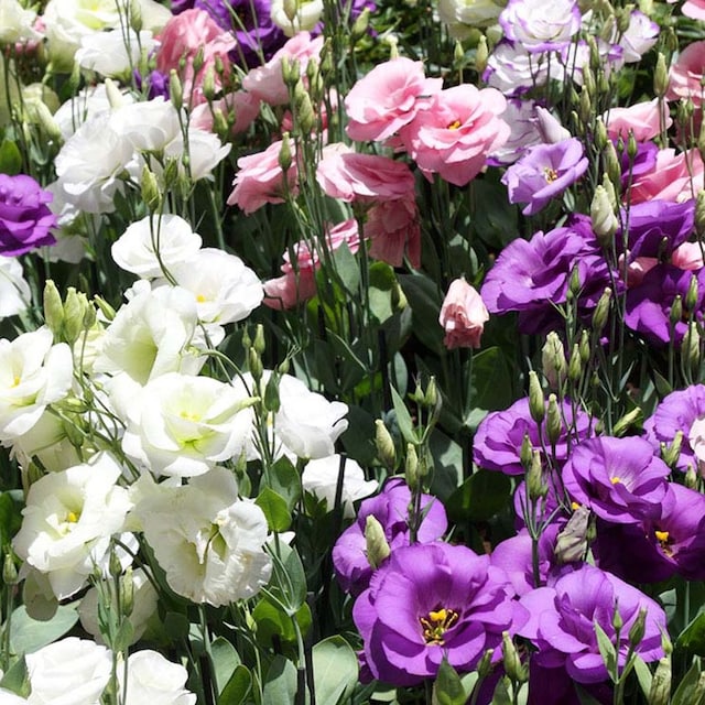 cultivar lisianthus