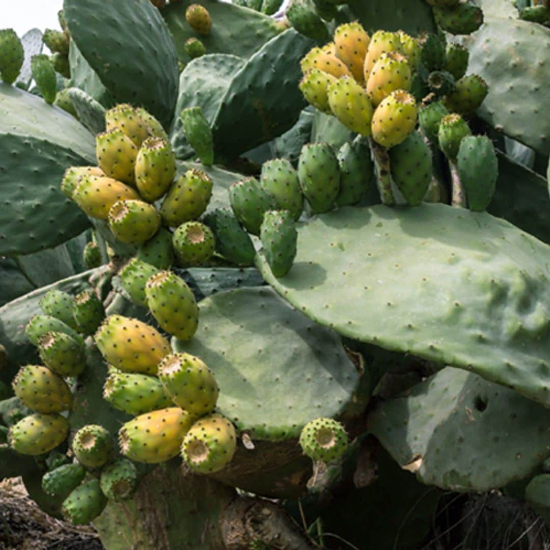 Descubre el nopal, todo un superalimento