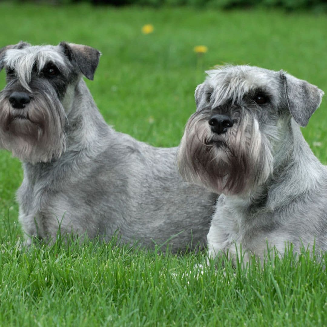 El schnauzer gigante, un perro valiente, amoroso y de una lealtad infinita