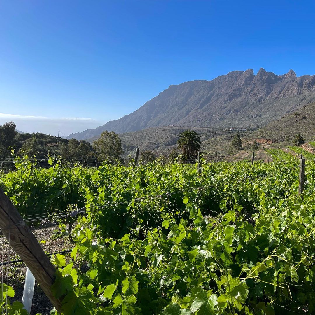 Viñedos de la bodega Tamerán del futbolista David Silva, en Gran Canaria