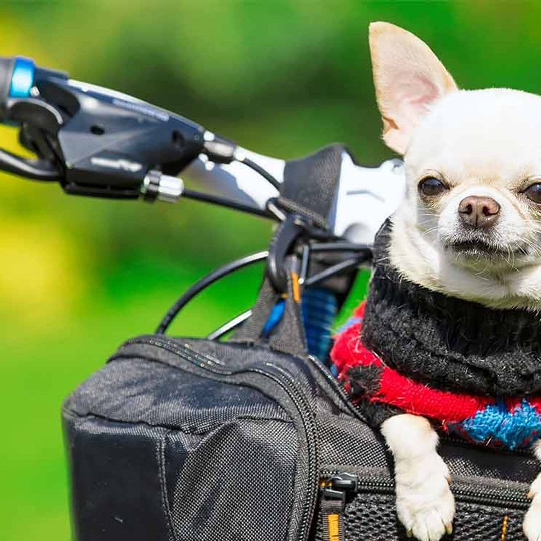 ¿Por qué los perros pequeños parecen tener tan mal carácter?