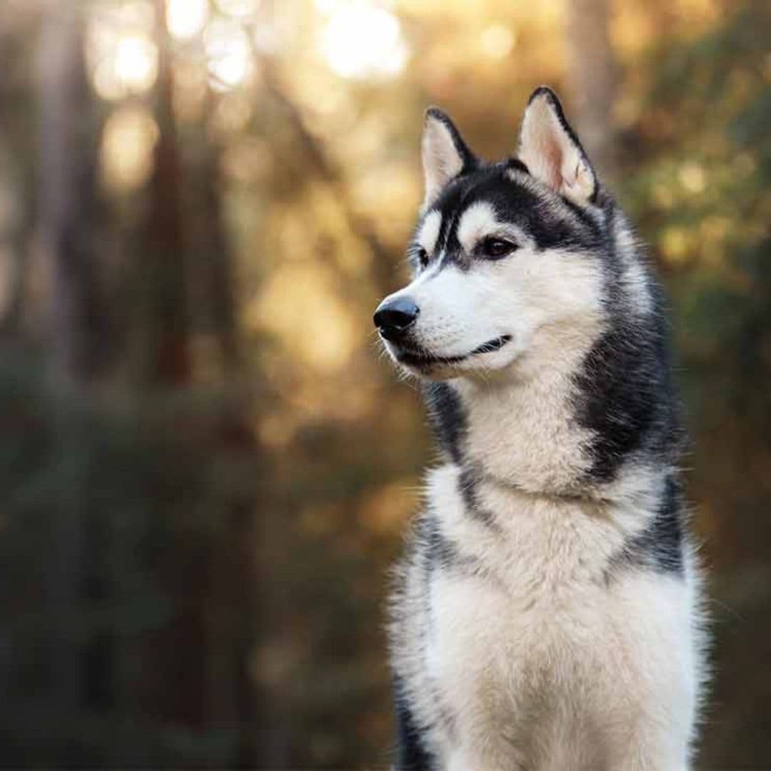 Estos son los perros que más elegancia desprenden