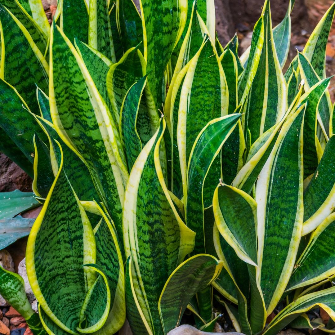 Lengua de suegra: cómo cuidar y dónde colocar esta planta para obtener numerosos beneficios