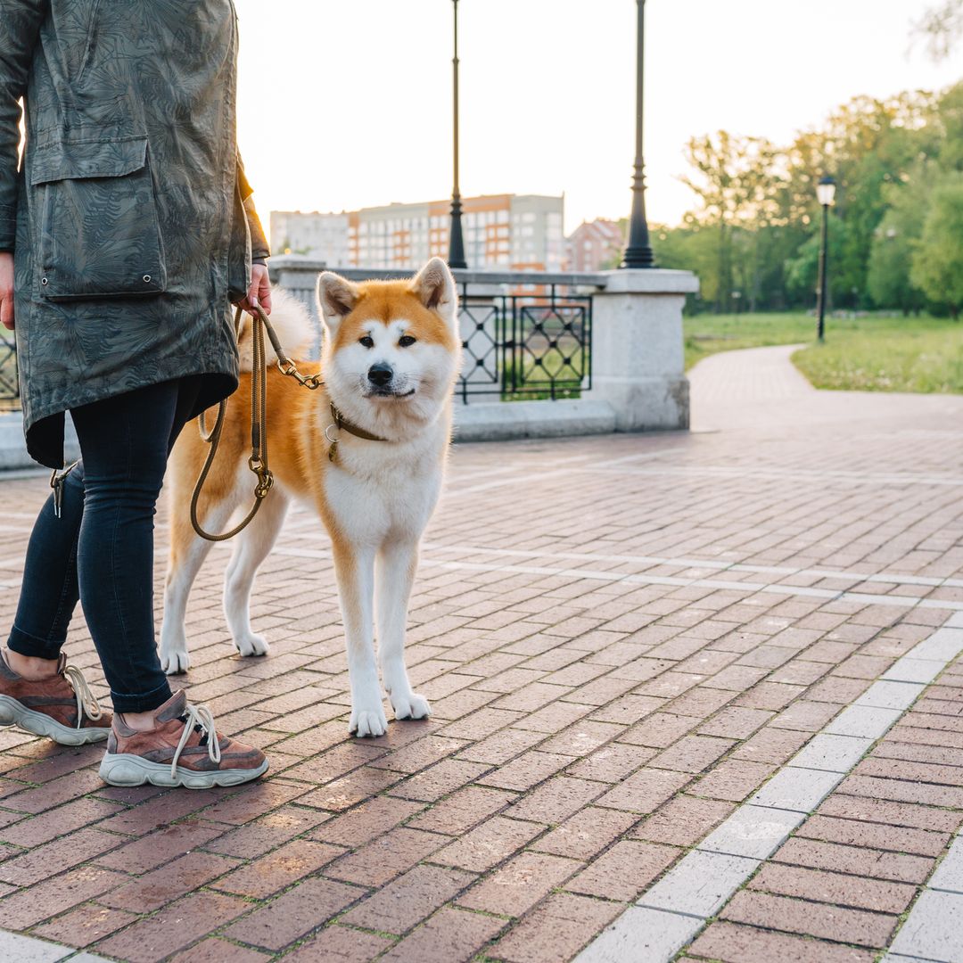 El collar antiladridos perfecto para tu perro: del más seguro al más efectivo y cómodo