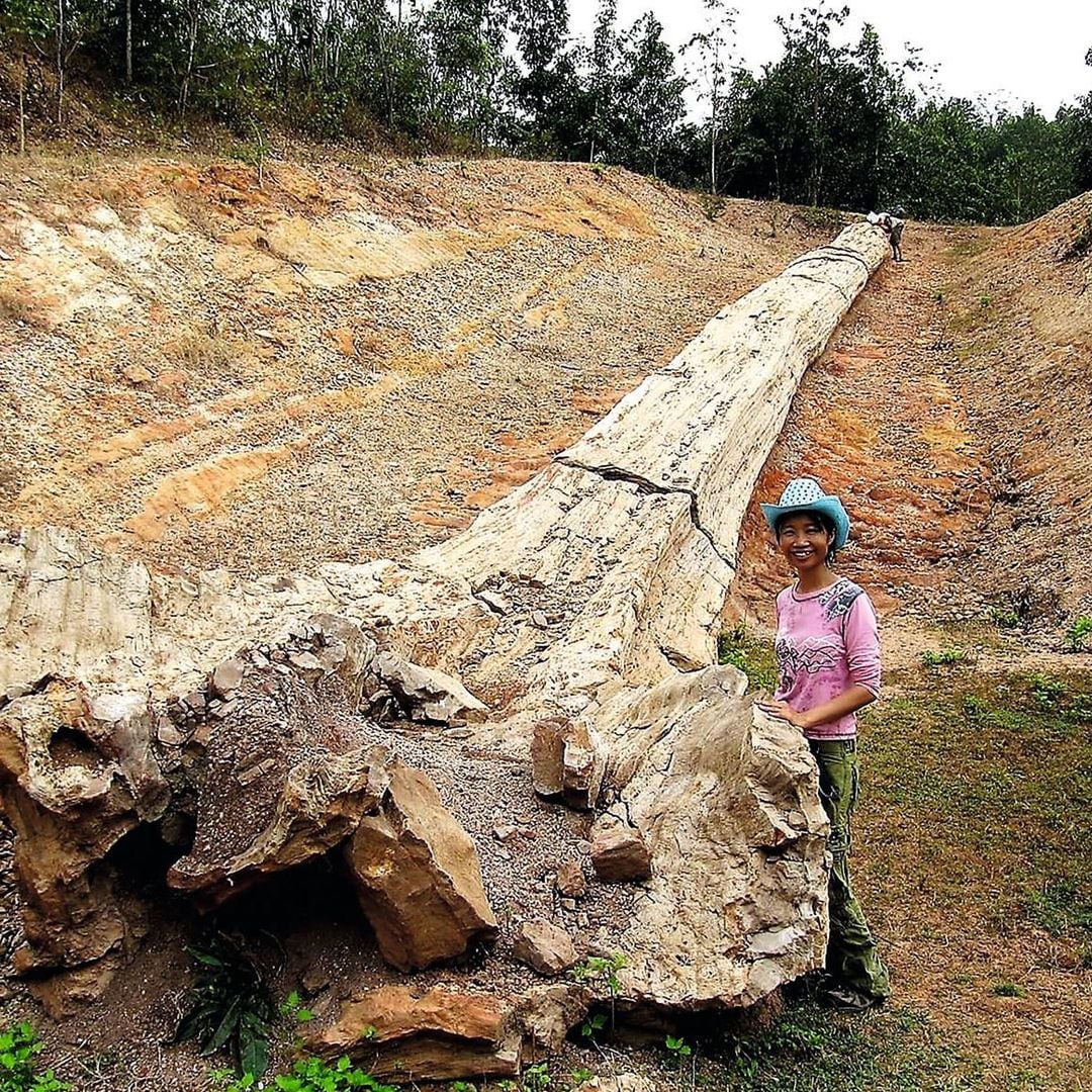 Hallazgos asombrosos: un árbol fósil y un embrión de setenta millones de años