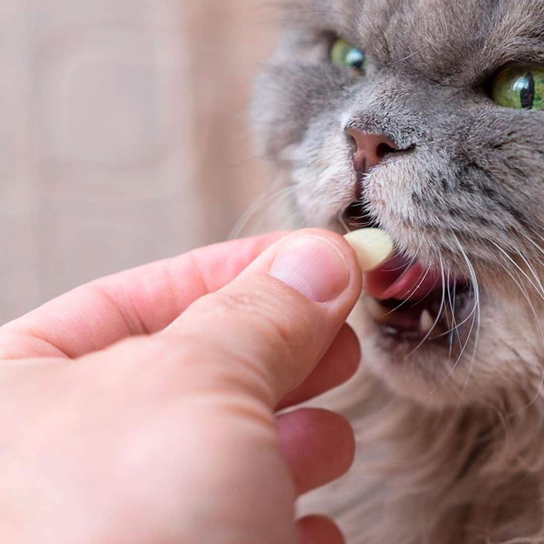 ¿Para qué le sirve la vitamina B a los gatos?