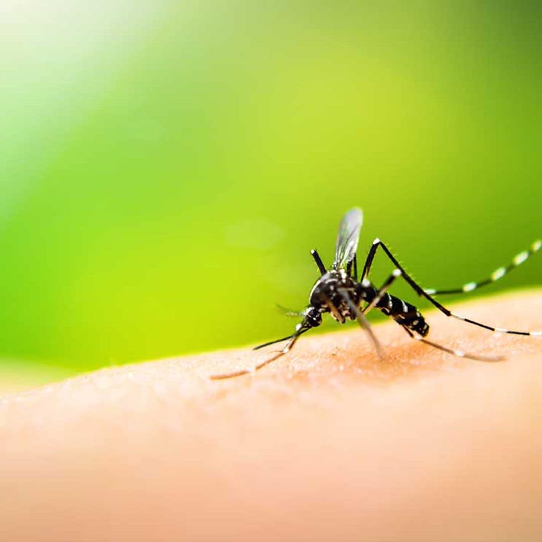 ¿Y si no existieran los mosquitos? Google quiere erradicarlos