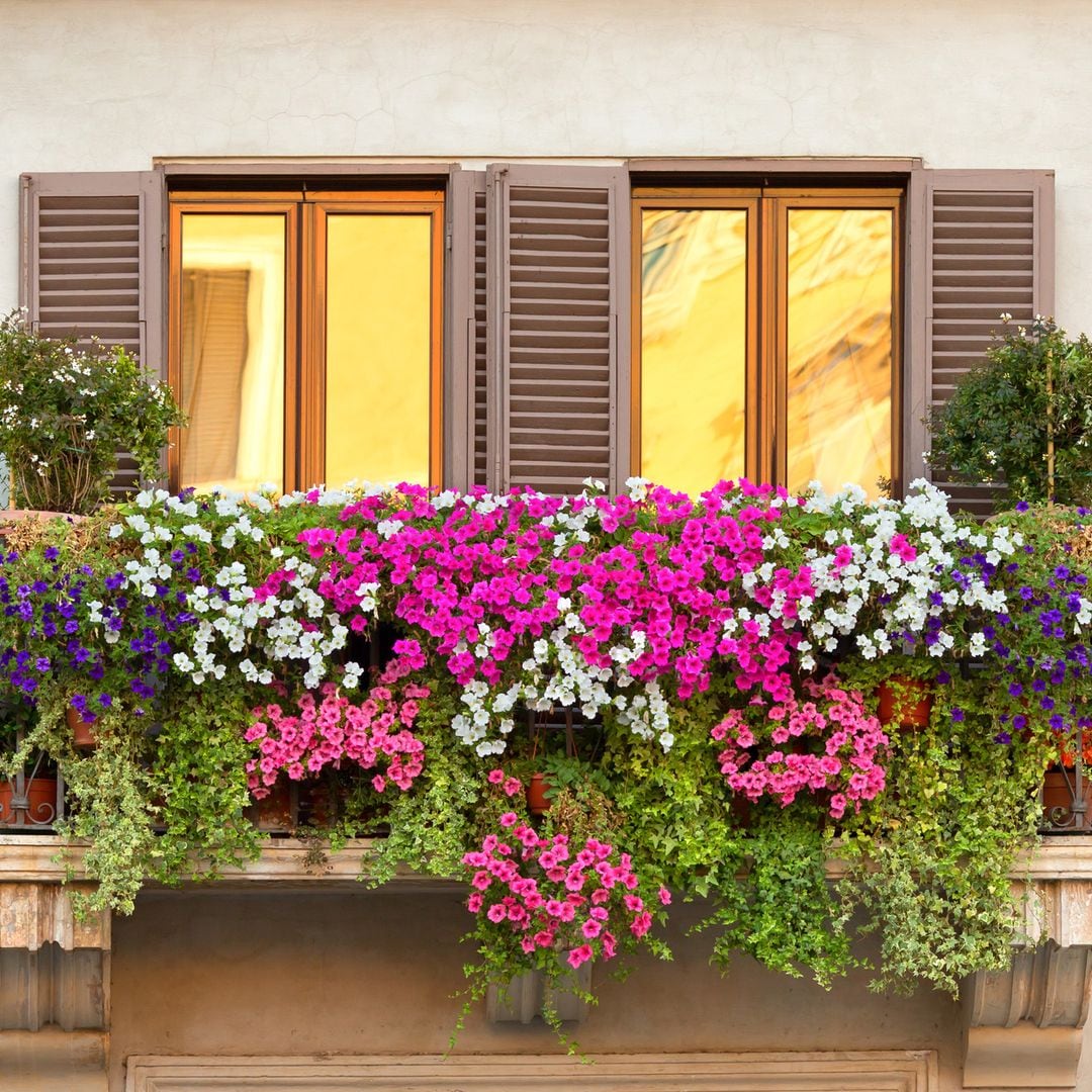 Plantas colgantes con flores en un balcón