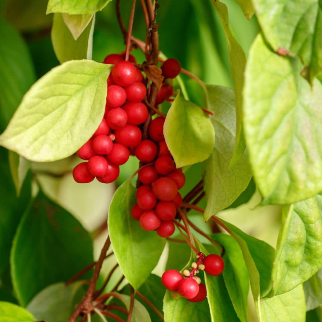 Los tres beneficiosos secretos que esconde las bayas de Schisandra o la 'fruta de los cinco sabores'