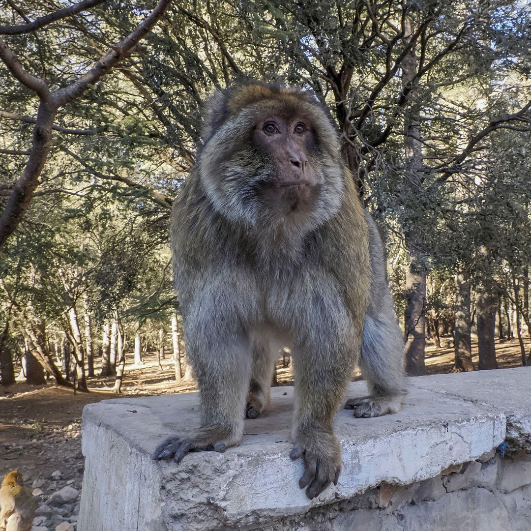 Monos en el Parque Nacional de Ifrane, Marruecos