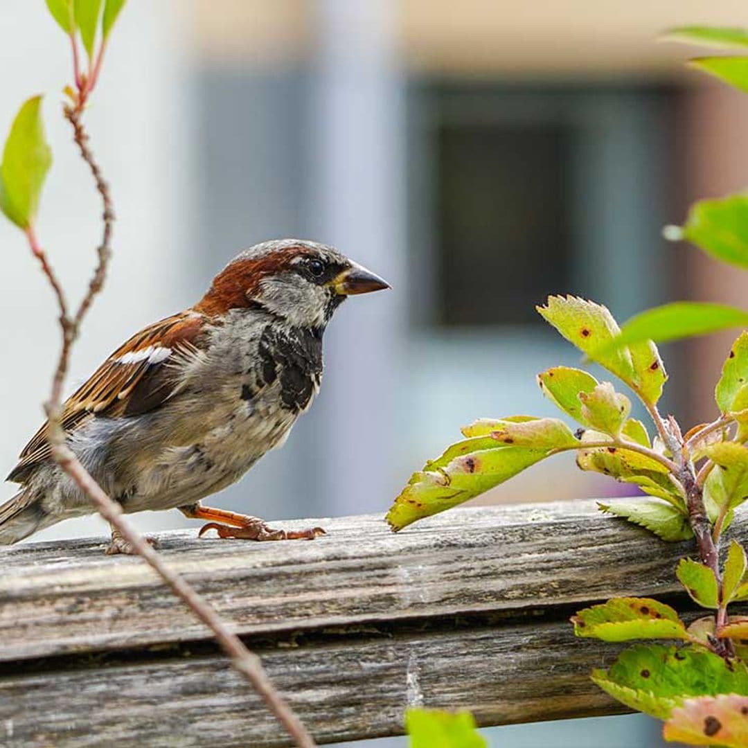 ¿Dónde están los pájaros? Así es como la contaminación está acabando con las aves urbanas