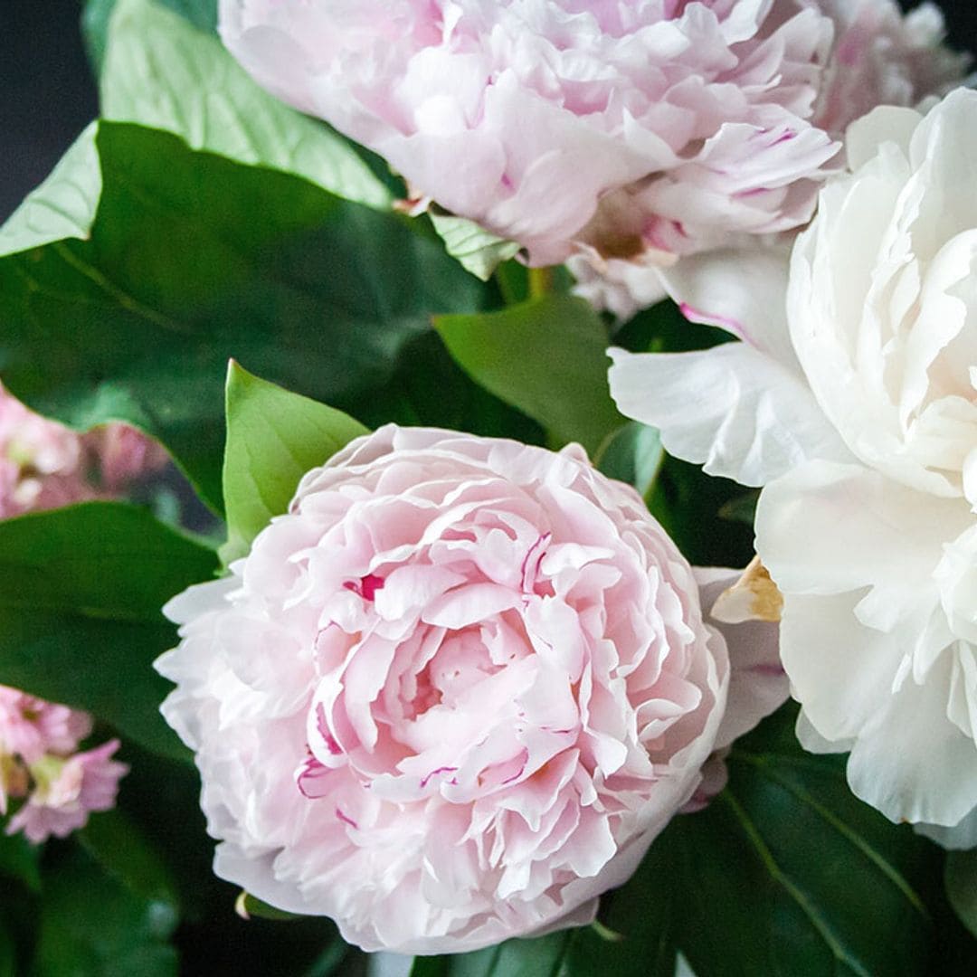 cultivar peonia