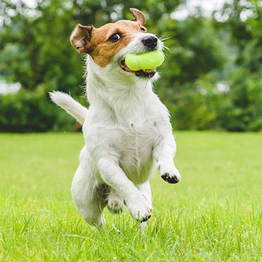 Cinco deportes que puedes hacer con tu perro