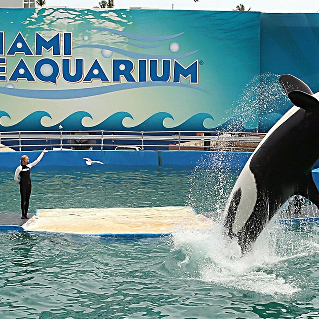 Lolita, la orca más longeva en cauteverio, será liberada tras 50 años en un acuario de Miami